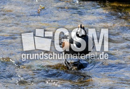 Kragenente (2 von 6).jpg